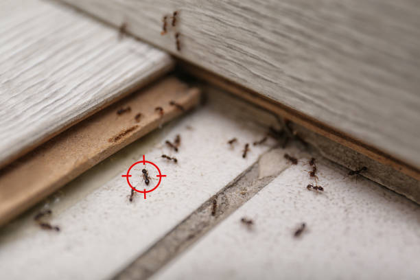 Best Pest Removal Services  in Sarcoxie, MO