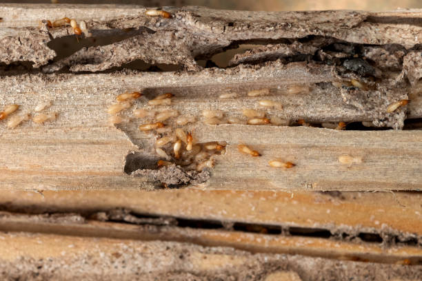 Best Best Pest Control Companies  in Sarcoxie, MO